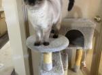 Chaps - Savannah Kitten For Sale - Okc&comma; OK&comma; US
