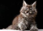Josephine Polydactyl - Maine Coon Kitten For Sale - Miami&comma; FL&comma; US