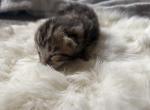 F7 Savannah - Savannah Kitten For Sale - Okc&comma; OK&comma; US