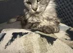 Aurora - Maine Coon Cat For Sale - Paron&comma; AR&comma; US