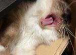 Evie - Birman Cat For Sale - Fresno&comma; CA&comma; US