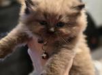 Sorbet X Mochi - Ragdoll Kitten For Sale - Town Of Tonawanda&comma; NY&comma; US