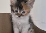 Tigress - Maine Coon Kitten For Sale - 