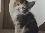 Tiarah - Maine Coon Kitten For Sale - 