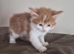 Tim - Maine Coon Kitten For Sale - Germantown&comma; MD&comma; US