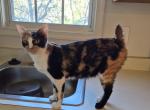 Elvira - American Bobtail Cat For Sale - 