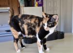 Elvira - American Bobtail Cat For Sale - 