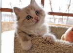 Ragdoll Purebred Maggy May's Litter Female 4 - Ragdoll Kitten For Sale - Dousman&comma; WI&comma; US