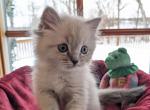 Ragdoll Purebred Maggy May's Litter Female 5 - Ragdoll Kitten For Sale - Dousman&comma; WI&comma; US