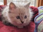 Ragdoll Purebred Maggy May's Litter Female 6 - Ragdoll Kitten For Sale - Dousman&comma; WI&comma; US