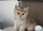 Micah - Scottish Straight Kitten For Sale - El Dorado Hills&comma; CA&comma; US