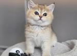 Meeshka - Scottish Straight Kitten For Sale - El Dorado Hills&comma; CA&comma; US