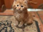 beaudry - Maine Coon Kitten For Sale - Van Nuys&comma; CA&comma; US