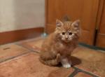 Bart - Maine Coon Kitten For Sale - Van Nuys&comma; CA&comma; US