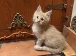 Champ - Maine Coon Kitten For Sale - Van Nuys&comma; CA&comma; US