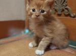 Junior - Maine Coon Kitten For Sale - Van Nuys&comma; CA&comma; US