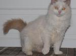 Oliver Cherubim - Ragdoll Kitten For Sale - Shippensburg&comma; PA&comma; US