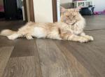 Zeus - Maine Coon Cat For Sale/Retired Breeding - Belton&comma; TX&comma; US
