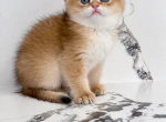 Kompot - Scottish Fold Kitten For Sale - 