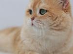 todd - British Shorthair Cat For Sale - Ashburn&comma; VA&comma; US