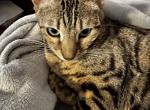 Toro - Bengal Cat For Adoption - Las Vegas&comma; NV&comma; US