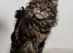 Camelot - Maine Coon Cat For Sale - Charlotte&comma; NC&comma; US