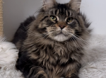 Hunter - Maine Coon Cat For Sale - Charlotte&comma; NC&comma; US