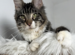 Nicola - Maine Coon Cat For Sale - 