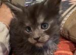 Pixie & Sable - Maine Coon Kitten For Sale - Sarasota&comma; FL&comma; US