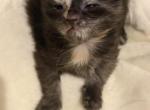 Maine Coon Kitten European Champion Bloodlinr - Maine Coon Kitten For Sale - Sarasota&comma; FL&comma; US
