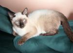 Lux - Siamese Kitten For Sale - Webster&comma; FL&comma; US