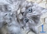 Boy 1 - Maine Coon Kitten For Sale - Summertown&comma; TN&comma; US