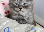 Boy 2 - Maine Coon Kitten For Sale - Summertown&comma; TN&comma; US