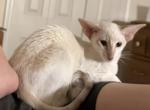 Grace - Oriental Kitten For Sale - Ft Myers&comma; FL&comma; US