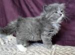 Amelia RESERVED - Siberian Kitten For Sale - 