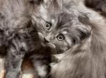 Girl 1 - Maine Coon Kitten For Sale - Summertown&comma; TN&comma; US