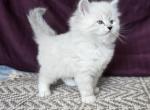 Nova RESERVED - Siberian Kitten For Sale - Arnold&comma; MO&comma; US