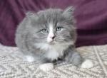 Molly RESERVED - Siberian Kitten For Sale - 