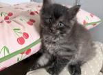 Girl 2 - Maine Coon Kitten For Sale - Summertown&comma; TN&comma; US