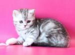 Jolie Reserved - Scottish Straight Kitten For Sale - Ft Myers&comma; FL&comma; US