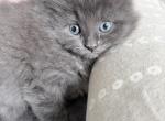 Girl 3 - Maine Coon Kitten For Sale - Summertown&comma; TN&comma; US