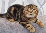 Lovelace - Scottish Fold Kitten For Sale - Ft Myers&comma; FL&comma; US