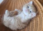 Weston - British Shorthair Kitten For Sale - New York&comma; NY&comma; US