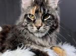 Camilla - Maine Coon Cat For Sale - Hollywood&comma; FL&comma; US