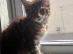 BellastarcoonBoston - Maine Coon Kitten For Sale - Malden&comma; MA&comma; US