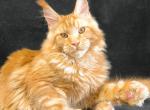 Yamaica - Maine Coon Kitten For Sale - Miami&comma; FL&comma; US