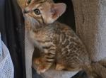 Blue Boy - Bengal Kitten For Sale - GA&comma; US