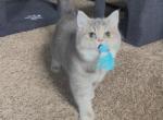Lilac Saturday - British Shorthair Kitten For Sale - Johns Creek&comma; GA&comma; US