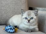 British shorthair male - Brazilian Shorthair Kitten For Sale - Shakopee&comma; MN&comma; US