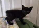 Jeremiah - Maine Coon Kitten For Sale - Germantown&comma; MD&comma; US